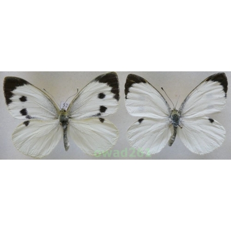 Pieris brassicae (Linnaeus, 1758) pair Czech52i